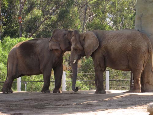 Tom Hoeck images of two big friends cleaning their ears
