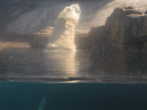 Tom Hoeck swimming in the pool