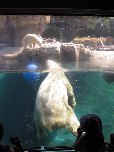 Tom Hoeck swimming around