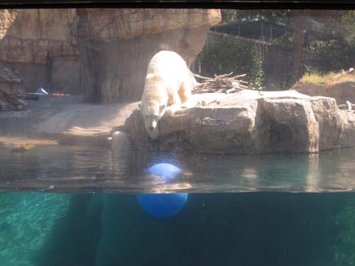 Tom Hoeck friend trying to decide whether to get in the water