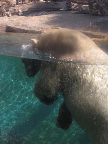 Tom Hoeck image of him surfacing