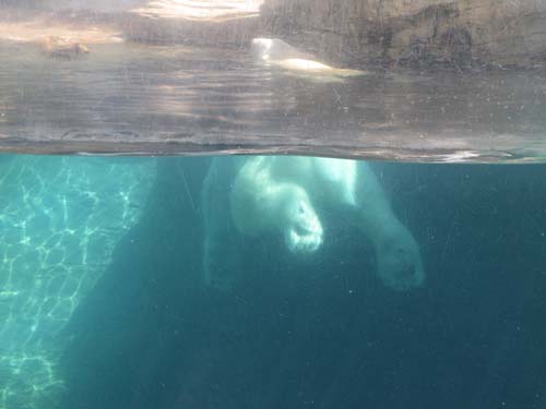 Tom Hoeck image of swimming away from the glass