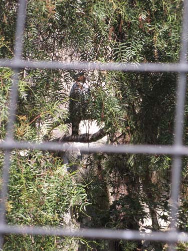 Tom Hoeck photo hiding in the tree