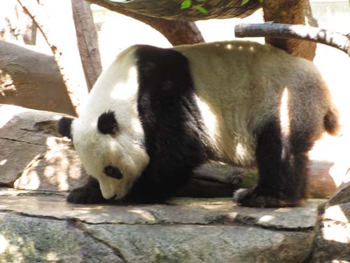 Tom Hoeck photo changing positions for another nap