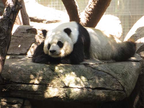 Tom Hoeck photo snoozing on a rock under the trees