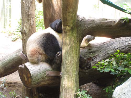 Tom Hoeck photo rolling around on a log