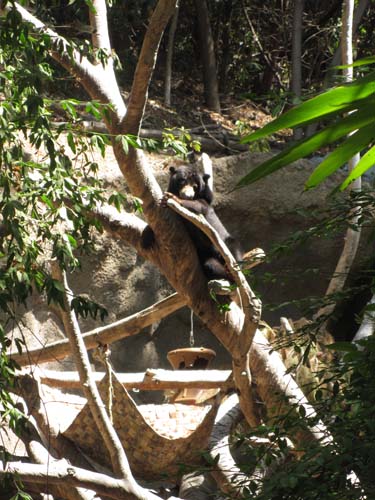 Tom Hoeck picture sunbathing in a tree