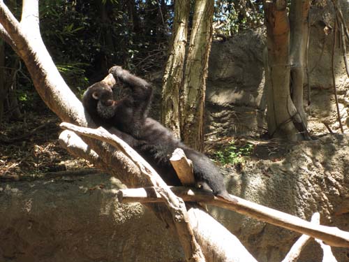 Tom Hoeck picture washing his face in a tree