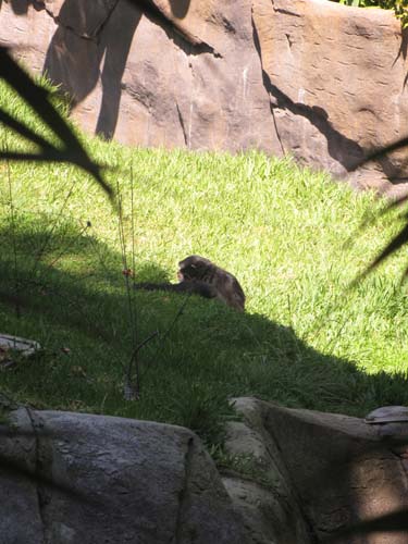 Tom Hoeck picture candid while naked sunbathing