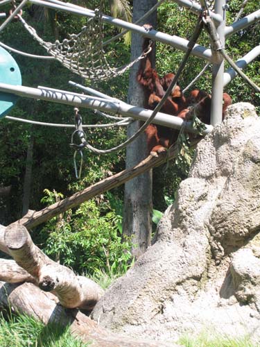 Tom Hoeck image hanging out in the play set or jungle gym