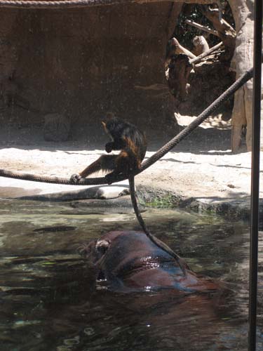 Tom Hoeck image hanging out on a rope getting ready to pounce